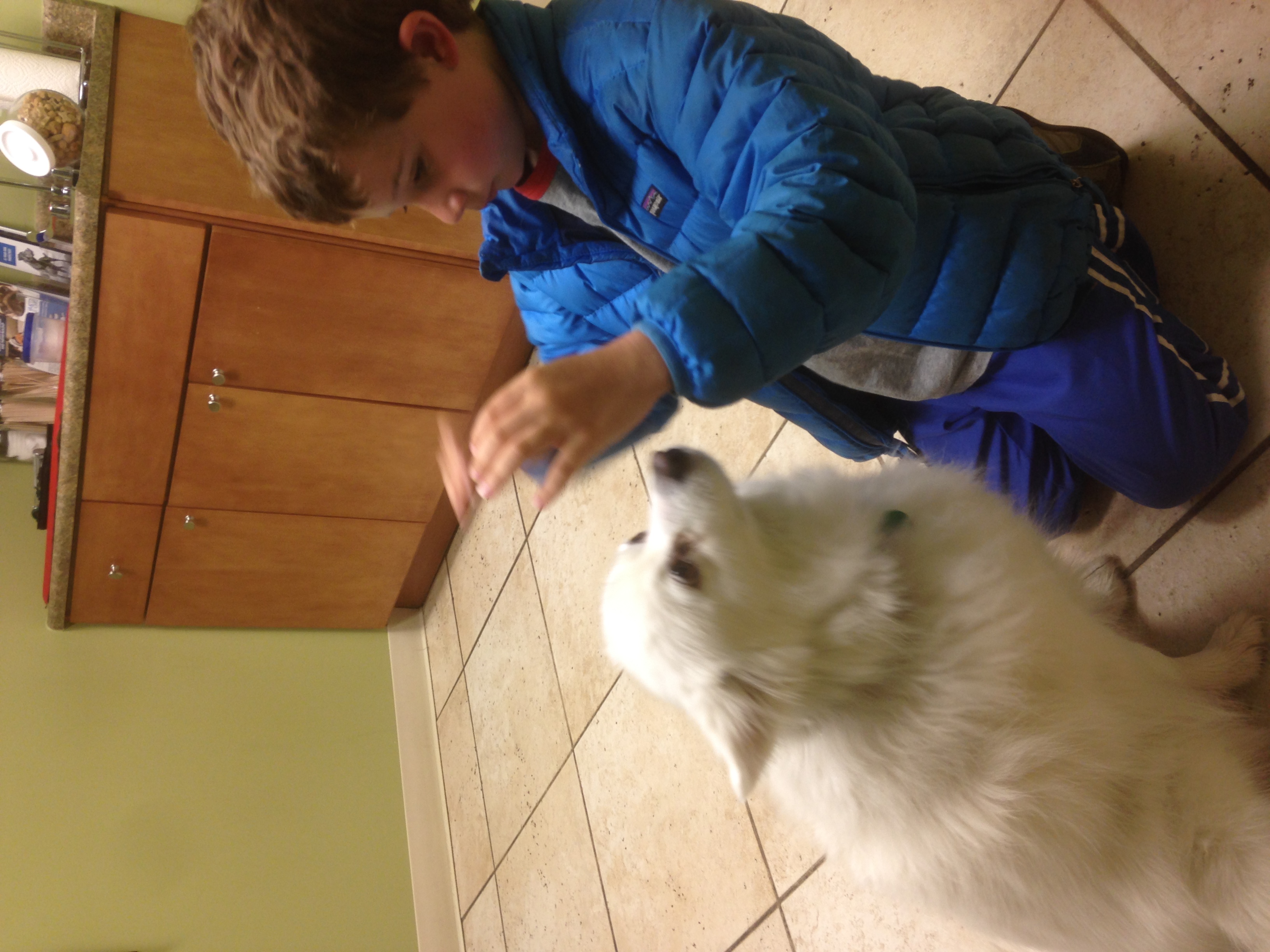 Happy dogs enjoying a walk in Windsor Estates with Walkie Doggie & Co.